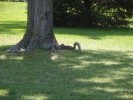 Squirrel #1